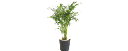 Plantes et Cache-pots Palmier Areca