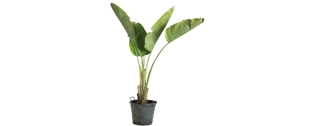 Plantes et Cache-pots Bananier